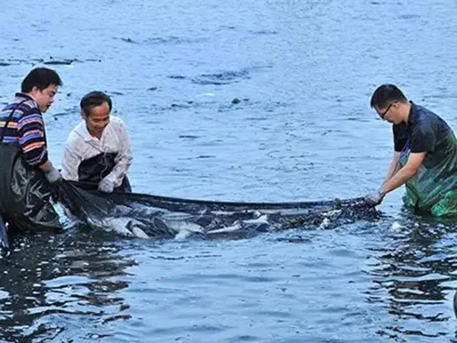 水產養殖水質原位凈化
